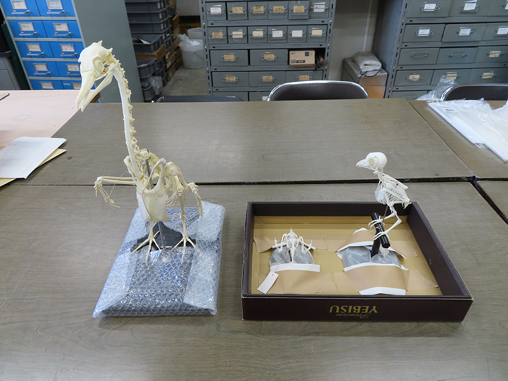 並ぶ骨格標本3体。カワウ、コアジサシ、オオコノハズク。
