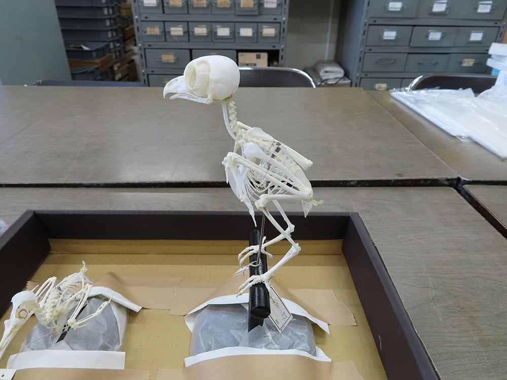 オオコノハズクの骨格標本。体にくらべて頭が大きく、丸い。