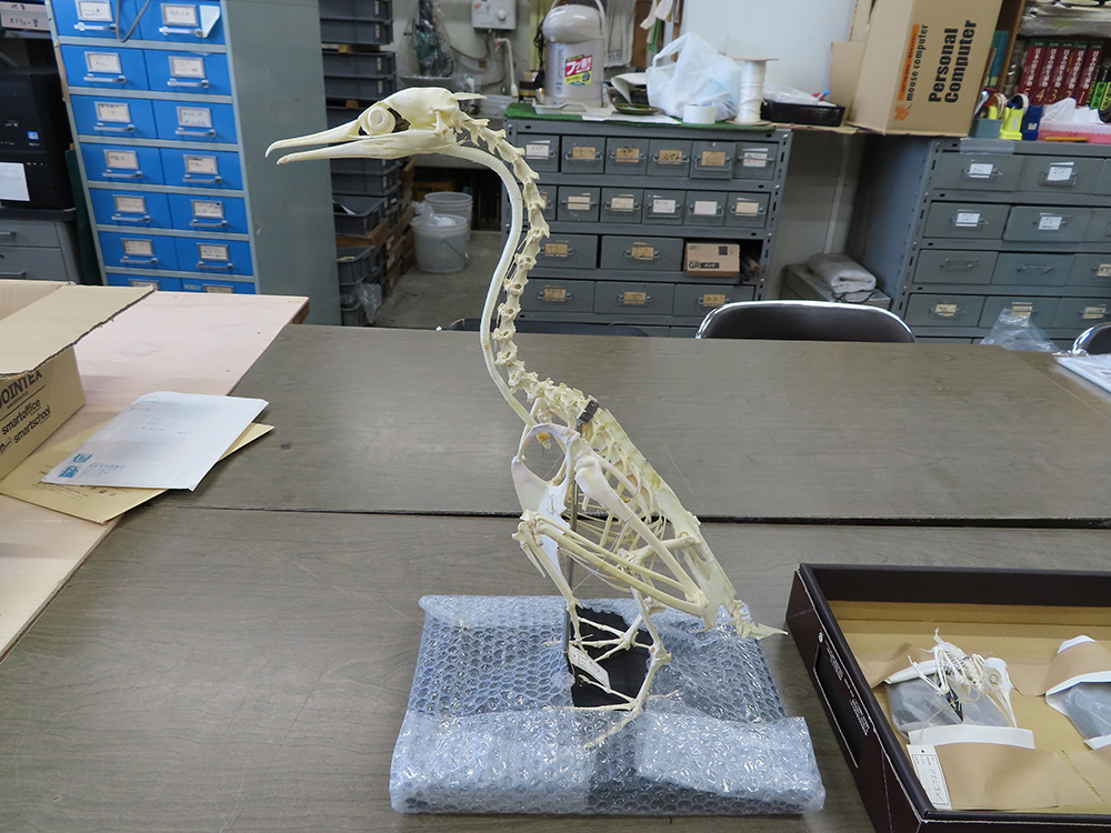 カワウの骨格標本。