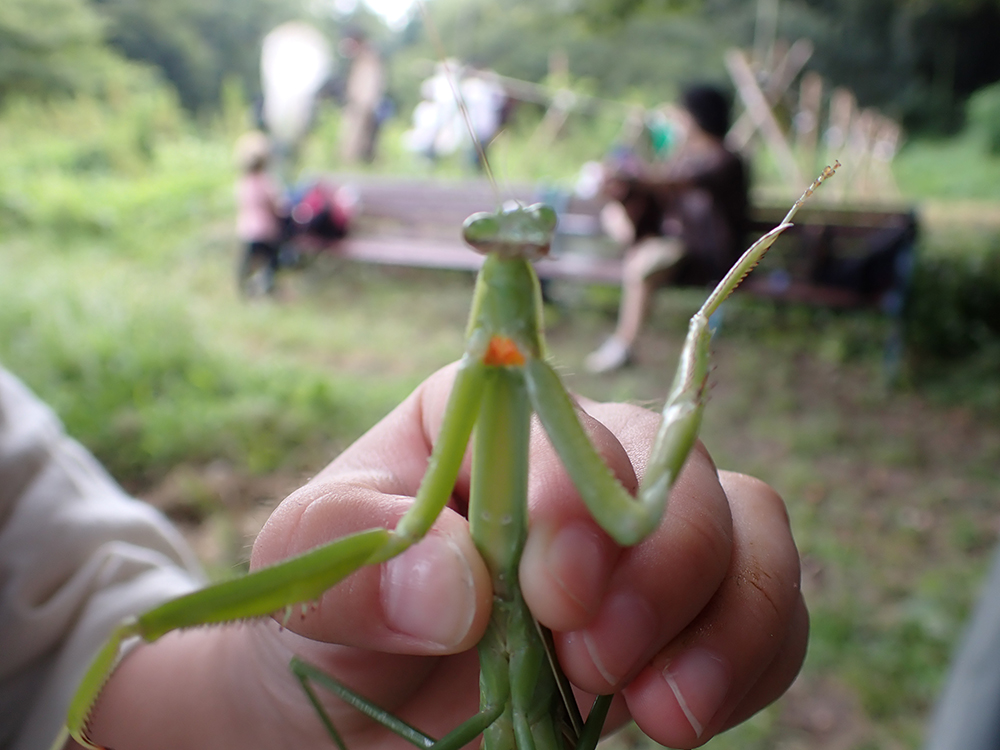 ピントの合わないカマキリ(チョウセンカマキリ)の写真。