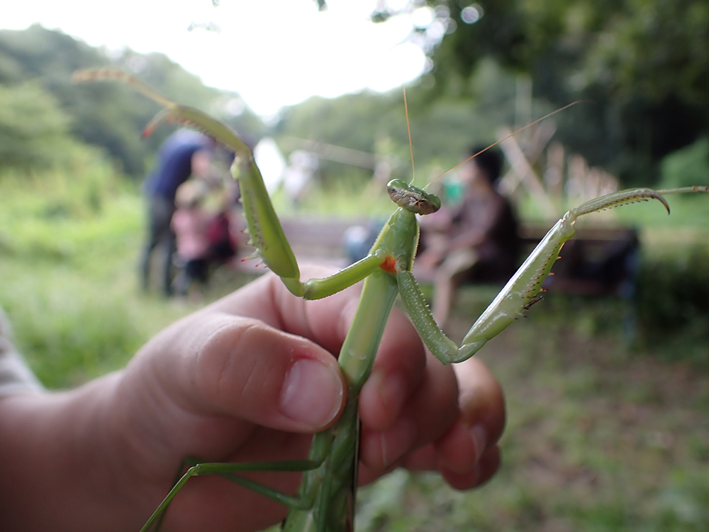 カマキリ(チョウセンカマキリ)の写真。腹側の写真で前足の付け根の色(オレンジ)が写る。