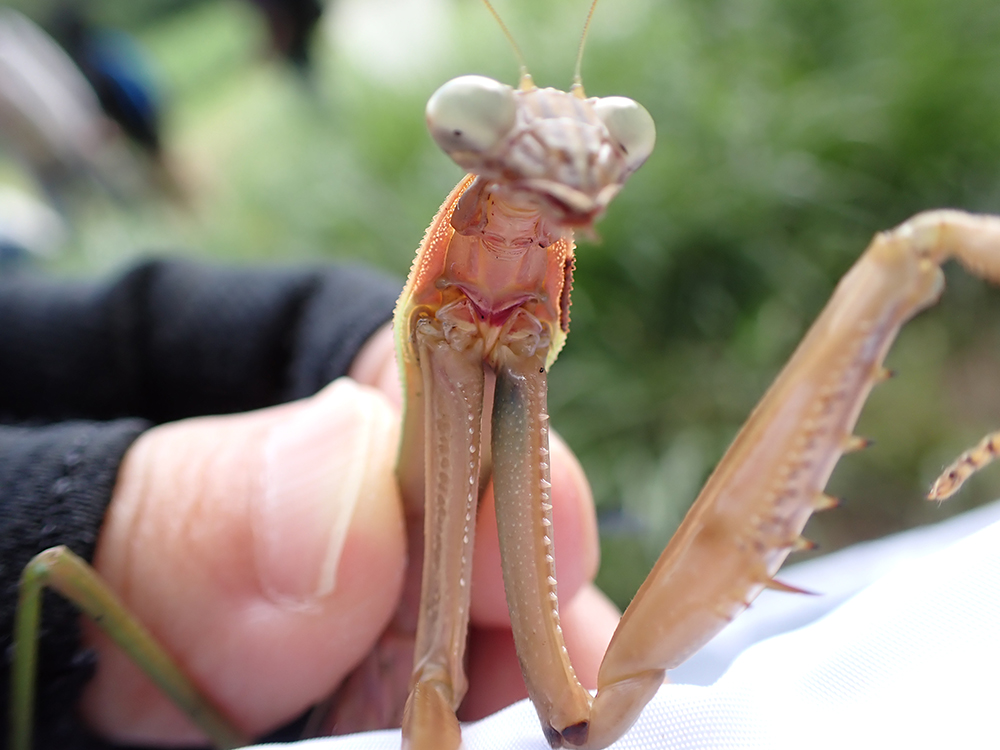 オオカマキリの写真。顔ではなく前足の付け根にピントが合っている。前足の付け根の色はにぶい黄色。