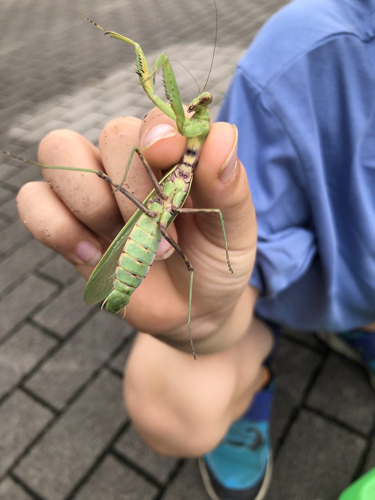 ハラビロカマキリ腹側の写真