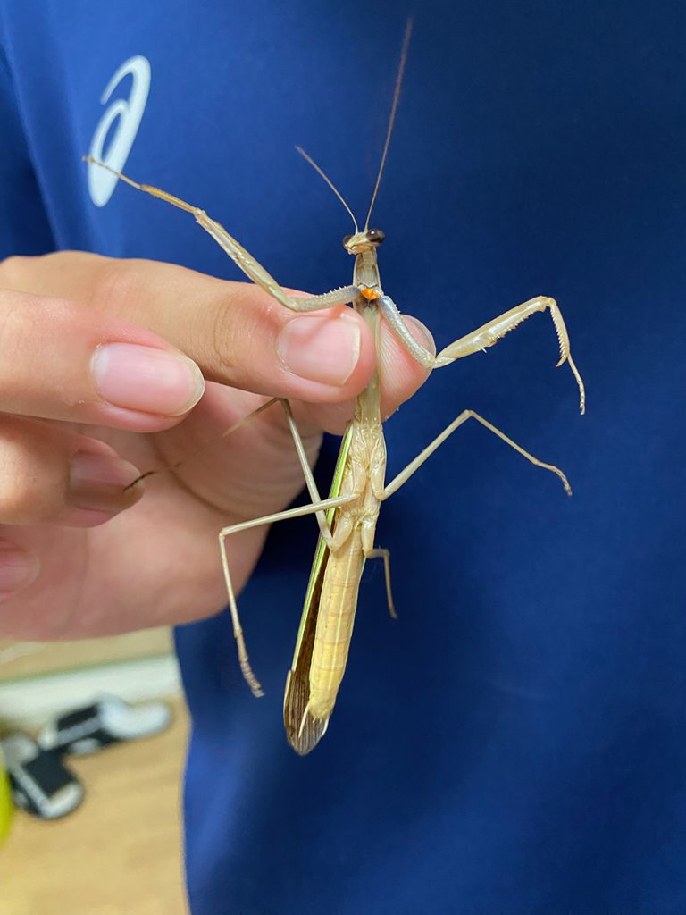 カマキリ（チョウセンカマキリ）の写真