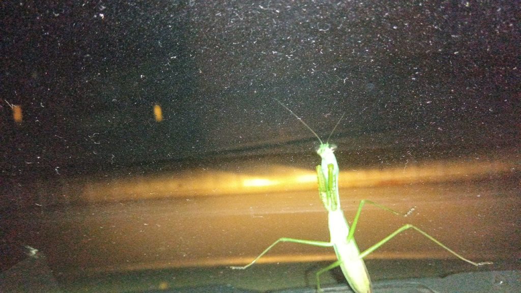 オオカマキリの写真