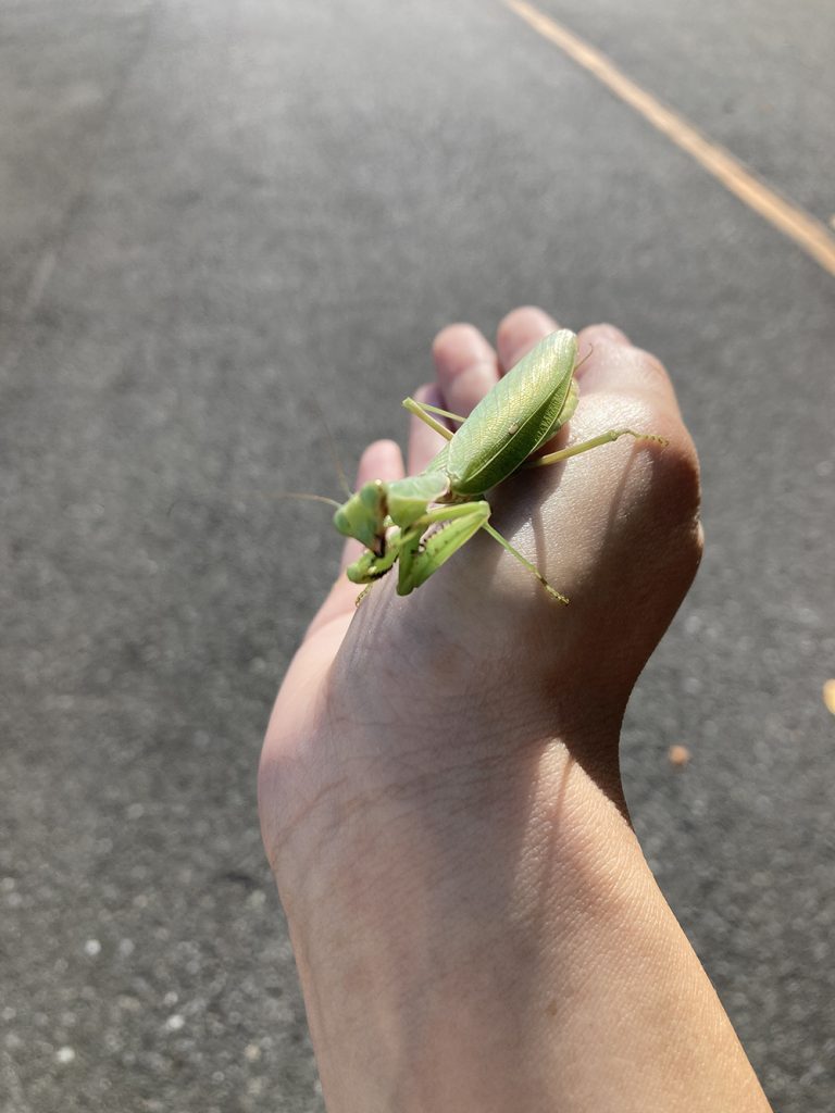 ハラビロカマキリの画像