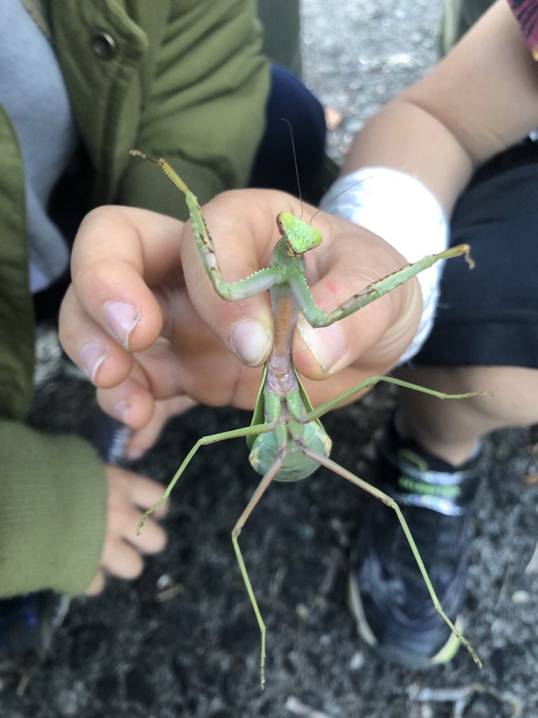 ムネアカハラビロカマキリ腹面