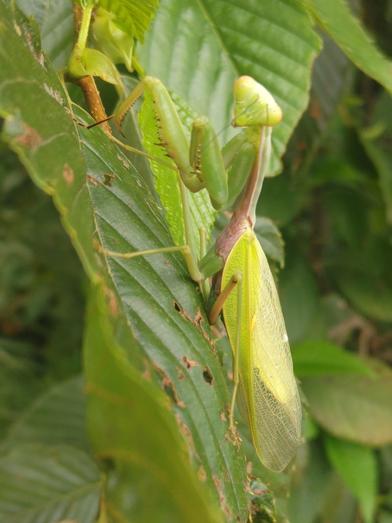 ムネアカハラビロカマキリ側面の写真