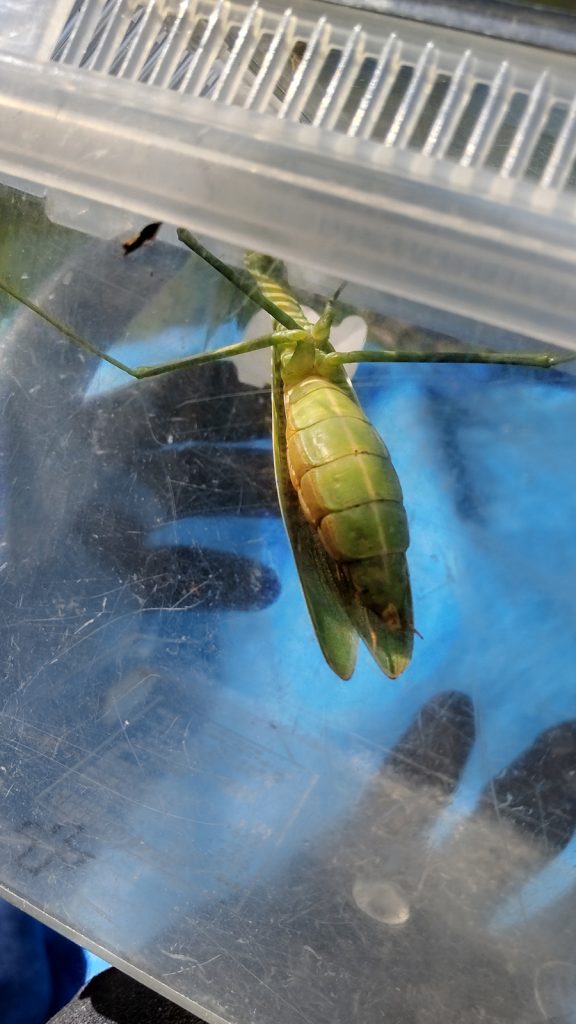 カマキリ（チョウセンカマキリ）のお腹