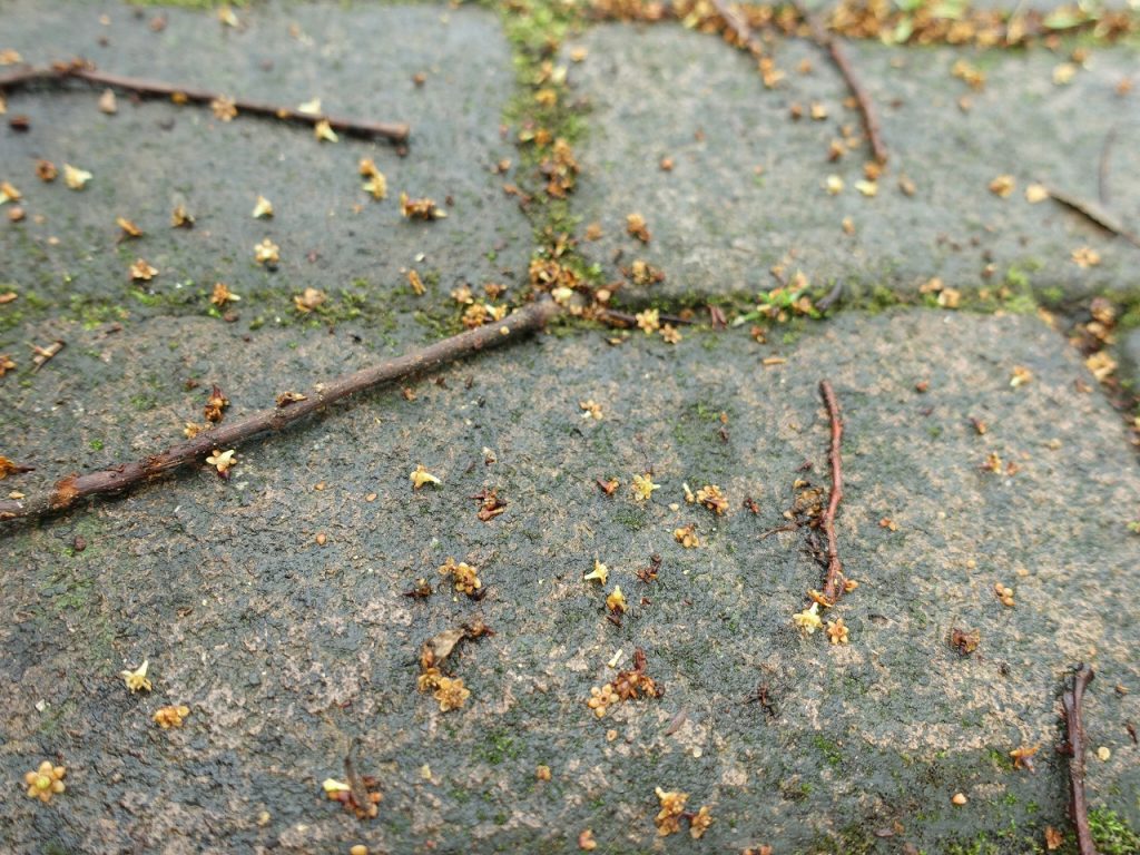 石畳に落ちたクスノキの花