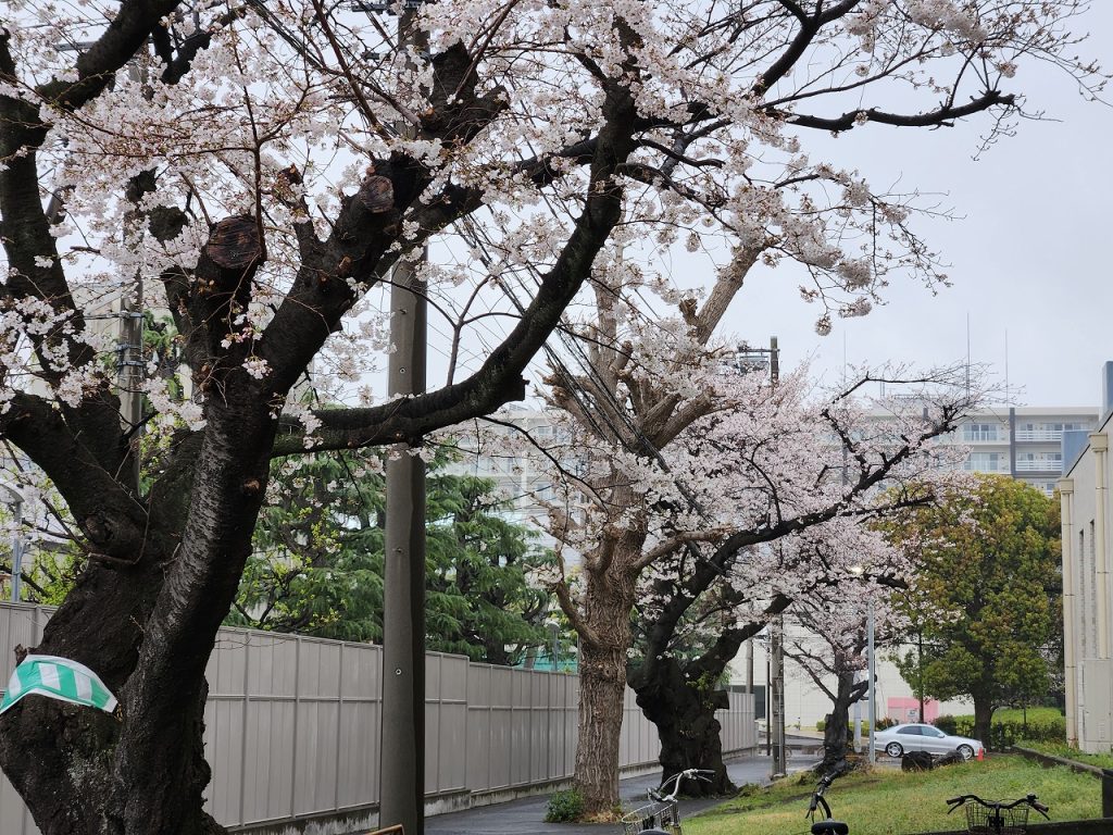 博物館の建設前からある桜の並木
