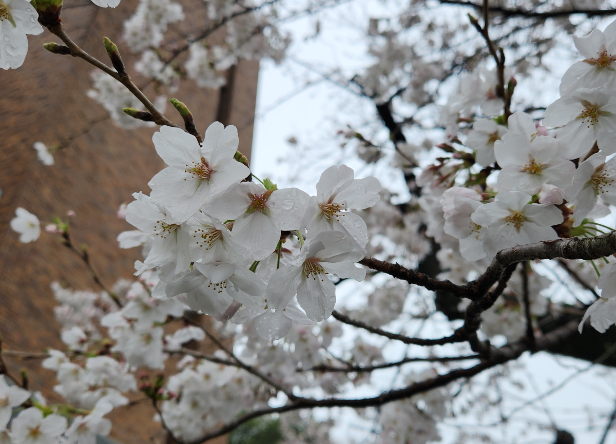 花（桜）