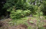 オニグルミ観察日記 Vol.2024.6