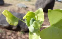 展開しているユリノキの芽