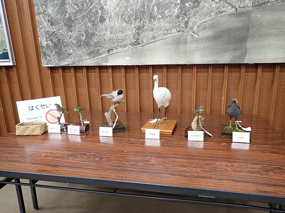 対象の鳥6種。ウグイス、メジロ、オナガ、コサギ、カワセミ、
バン。