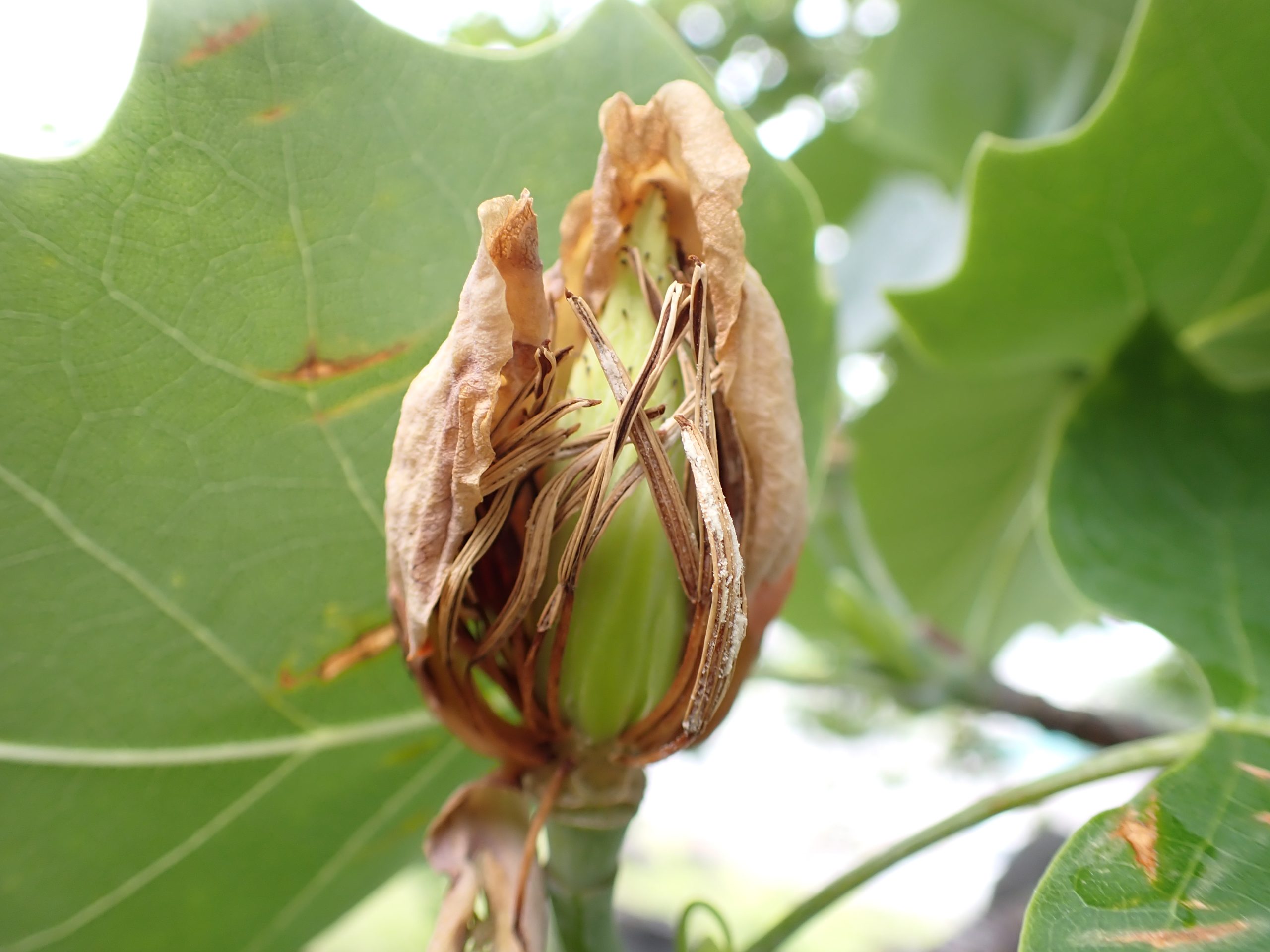 花びらが枯れ、落ちかかっている花。