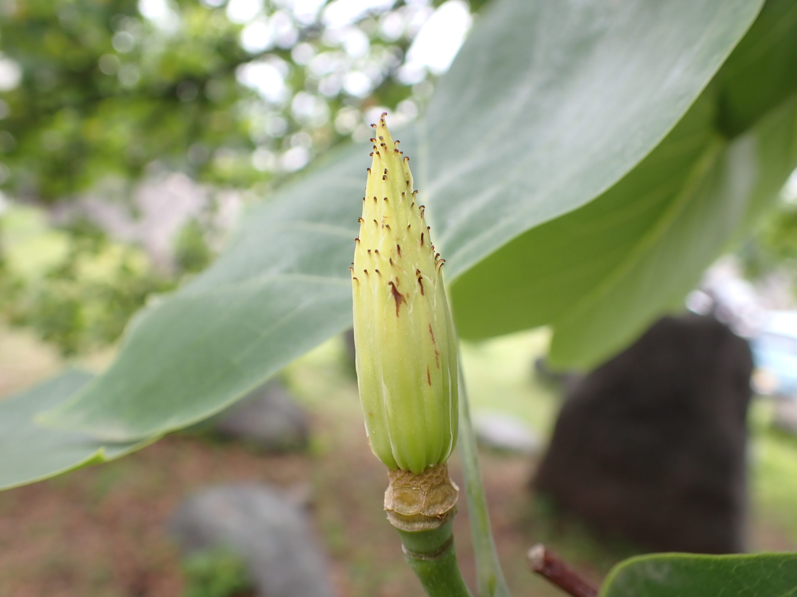 花びらがなくなった若い実