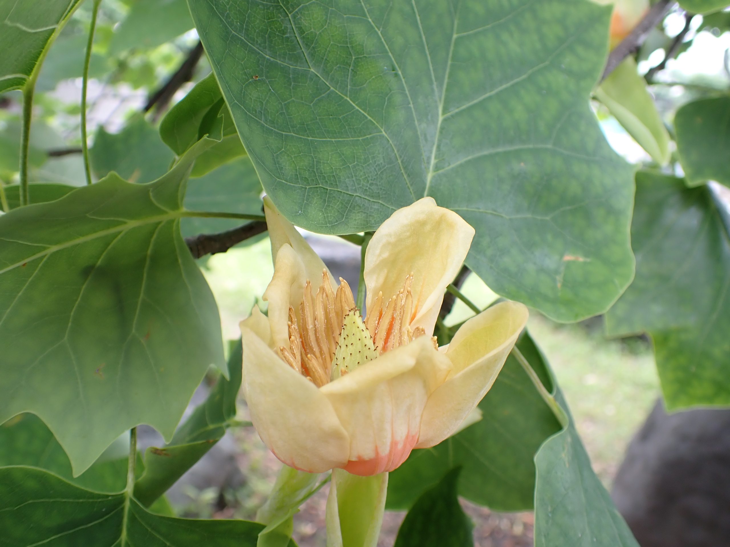 盛りを過ぎ、花びらがしおれてきている花。