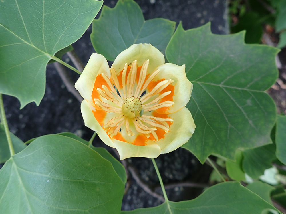 花の画像