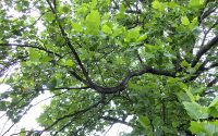 ユリノキの木を下から見上げた写真。生い茂る葉の中に5個程度花が見える。現在のユリノキの様子を示すための写真。