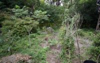 中庭のようす オニグルミとヤマイモ、クリなどが映る
