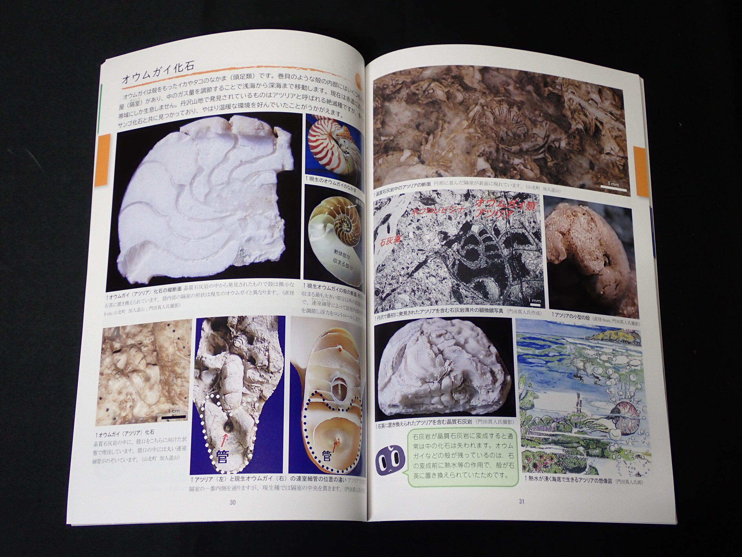 図録の中面を見開きで写したもの。オウムガイ化石のページで、オウムガイの化石、現生のオウムガイ、現生オウムガイの断面などが説明されている。