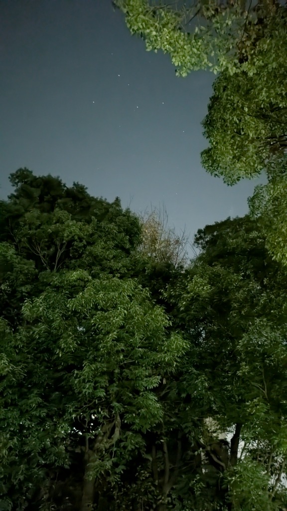 文化公園の夜空