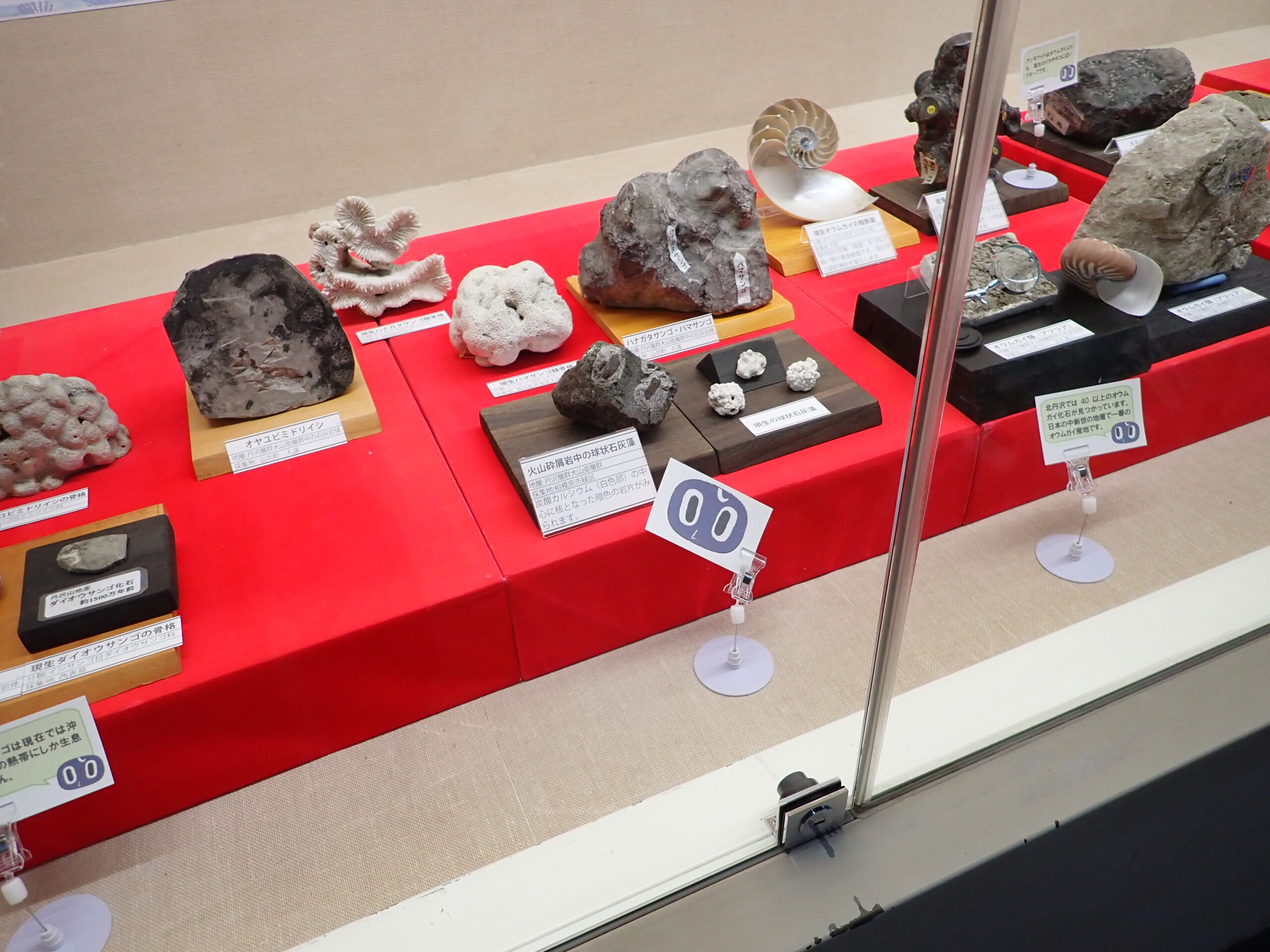 展示ケース内の様子。サンゴの化石、現生のサンゴ、オウムガイの化石、現生のオウムガイなどが並ぶ。