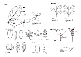標本で！ 植物観察　表紙裏