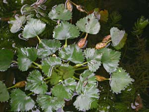 水面に浮かぶヒシ