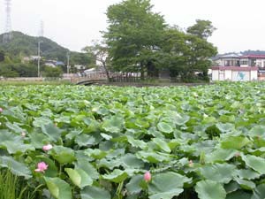生沢東池全景