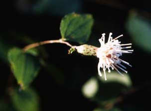 コヤボウキの花