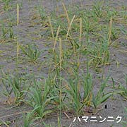ハマニンニク