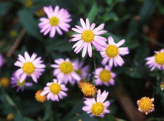 ヨメナの花