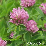 アカツメクサ