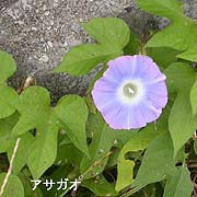 アサガオ