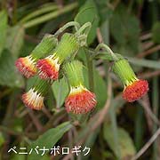 ベニバナボロギク