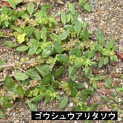 ゴウシュウアリタソウ