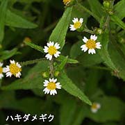 ハキダメギク