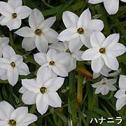 ハナニラ