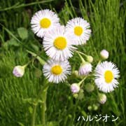 ハルジオン