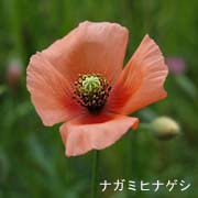 ナガミヒナゲシ