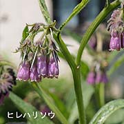 ヒレハリソウ