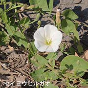 セイヨウヒルガオ