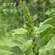 ホソアオゲイトウ