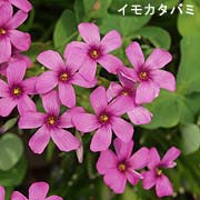イモカタバミ