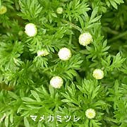 マメカミツレ