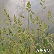 カモガヤ