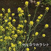 セイヨウカラシナ
