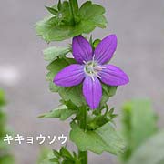 キキョウソウ